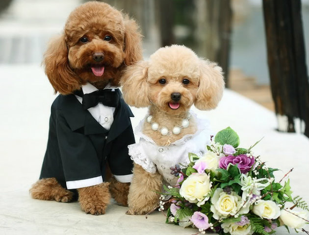Dos perros posan para la fotografía de su boda.