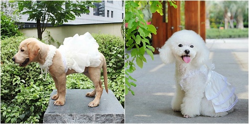 Dos perras vestidas de novia